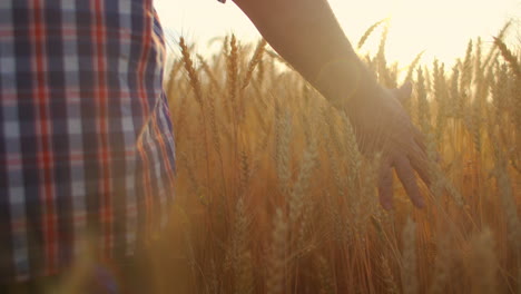 A-view-from-the-back-of-the-camera-follows-Close-up-arm-a-male-farmer-touches-a-wheat-brush-in-a-field-in-the-sun